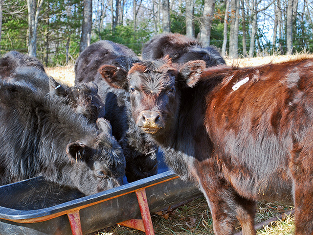 Some minerals now require a Veterinary Feed Directive for purchase. (DTN/Progressive Farmer photo by Boyd Kidwell)